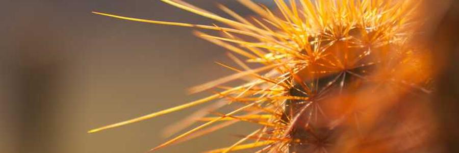 Omnis animi magnam et quia odio eum.