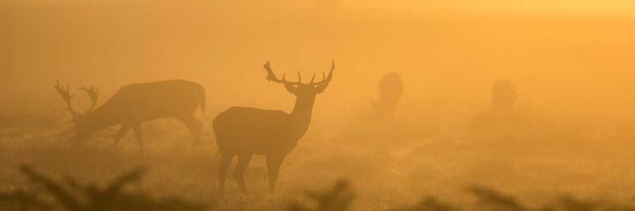 Quia molestias sapiente molestias voluptatem et ducimus.